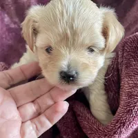 Penelope, a female Bichon Frise and Yorkshire Terrier for sale in Uniontown, OH – Photo 6 of 6