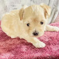 Penelope, a female Bichon Frise and Yorkshire Terrier for sale in Uniontown, OH – Photo 1 of 6