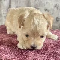 Penelope, a female Bichon Frise and Yorkshire Terrier for sale in Uniontown, OH – Photo 3 of 6