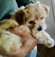 Skye, a female Bichon Frise and Yorkshire Terrier for sale in Uniontown, OH – Photo 8 of 8