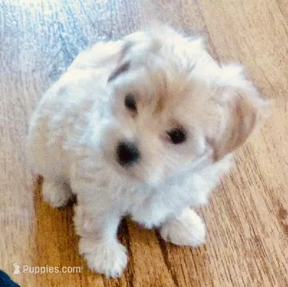Skye – Bichon Frise, Yorkshire Terrier puppy for sale in Uniontown, OH