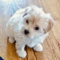 Skye, a female Bichon Frise and Yorkshire Terrier for sale in Uniontown, OH – Photo 1 of 8