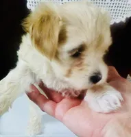 Skye, a female Bichon Frise and Yorkshire Terrier for sale in Uniontown, OH – Photo 8 of 8