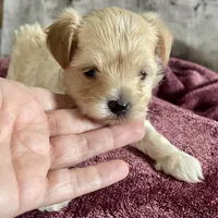 Penelope, a female Bichon Frise and Yorkshire Terrier for sale in Uniontown, OH – Photo 2 of 6