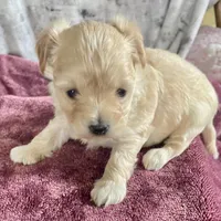 Penelope, a female Bichon Frise and Yorkshire Terrier for sale in Uniontown, OH – Photo 4 of 6