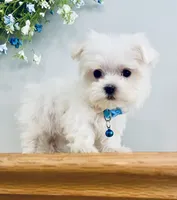 Toby, a male Maltese for sale in Uniontown, OH – 3 of 8