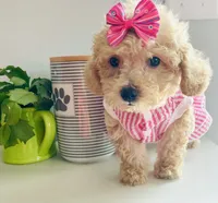 Tiny Torie, a female Maltipoo for sale in Uniontown, OH – 6 of 7