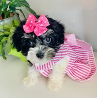 Toy sized Star, a female Havanese for sale in Uniontown, OH – 3 of 7