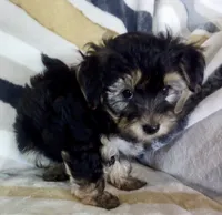 Morris, a male Shichon for sale in Uniontown, OH – 5 of 5