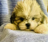 Pip, a male Shih Tzu for sale in Uniontown, OH – 4 of 6