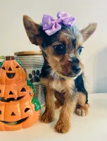 Teacup Autumn, a female Yorkshire Terrier for sale in Uniontown, OH – 2 of 8