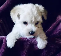 White, a female Bichon Frise and Yorkshire Terrier for sale in Uniontown, OH – Photo 3 of 3