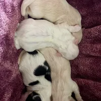 White, a female Bichon Frise and Yorkshire Terrier for sale in Uniontown, OH – Photo 2 of 3