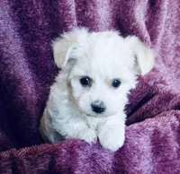 White, a female Bichon Frise and Yorkshire Terrier for sale in Uniontown, OH – Photo 1 of 3