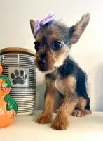 Teacup Autumn, a female Yorkshire Terrier for sale in Uniontown, OH – 3 of 8