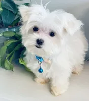Teacup Toby, a male Maltese for sale in Uniontown, OH – 6 of 7