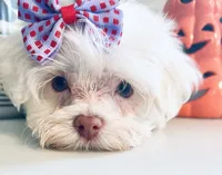 Tiny Jade, a female Maltese for sale in Uniontown, OH – 6 of 9