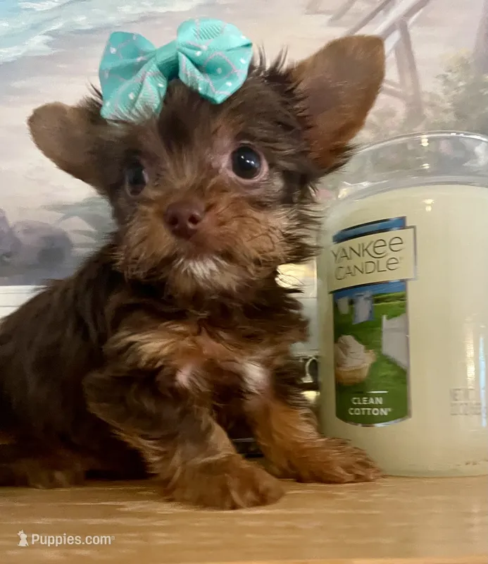 Queenie  (teacup) – Yorkshire Terrier puppy on hold in Uniontown, OH