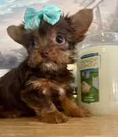 Queenie  (teacup), a female Yorkshire Terrier for sale in Uniontown, OH – 1 of 6