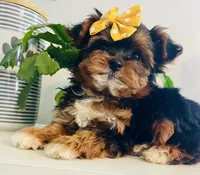 Teacup Talia, a female Morkie for sale in Uniontown, OH – 5 of 9