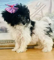 Teacup Tina, a female Maltipoo for sale in Uniontown, OH – 6 of 7