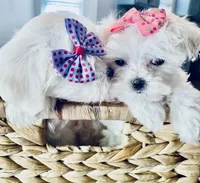 Teacup Lily, a female Maltese for sale in Uniontown, OH – 4 of 7