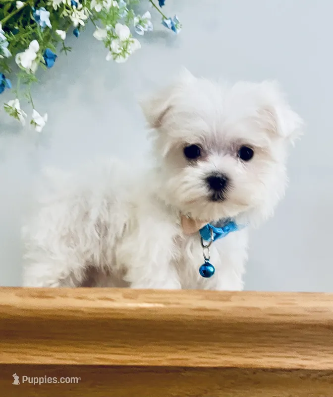 Toby – Maltese puppy for sale in Uniontown, OH