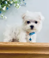 Toby, a male Maltese for sale in Uniontown, OH – 1 of 8