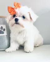 Tiny jewel, a female Maltese for sale in Uniontown, OH – 2 of 7