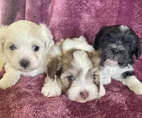 Brown and white, a male Havanese for sale in Uniontown, OH – 7 of 7