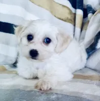 Millie, a female Shichon for sale in Uniontown, OH – 4 of 5