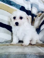 Millie, a female Shichon for sale in Uniontown, OH – 3 of 5