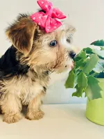 Tiny Tiarra, a female Yorkshire Terrier for sale in Uniontown, OH – 6 of 7
