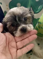 Tiny princess, a female Havanese for sale in Uniontown, OH – Photo 1 of 8