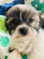 Tiny princess, a female Havanese for sale in Uniontown, OH – Photo 4 of 8