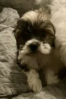 Tiny princess, a female Havanese for sale in Uniontown, OH – Photo 6 of 8