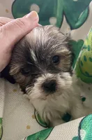 Tiny princess, a female Havanese for sale in Uniontown, OH – Photo 2 of 8