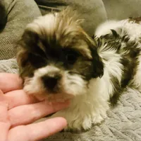 Tiny princess, a female Havanese for sale in Uniontown, OH – Photo 7 of 8