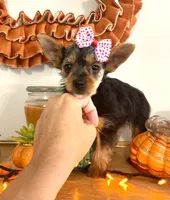 Teacup Pumpkin, a female Yorkshire Terrier for sale in Uniontown, OH – 5 of 9