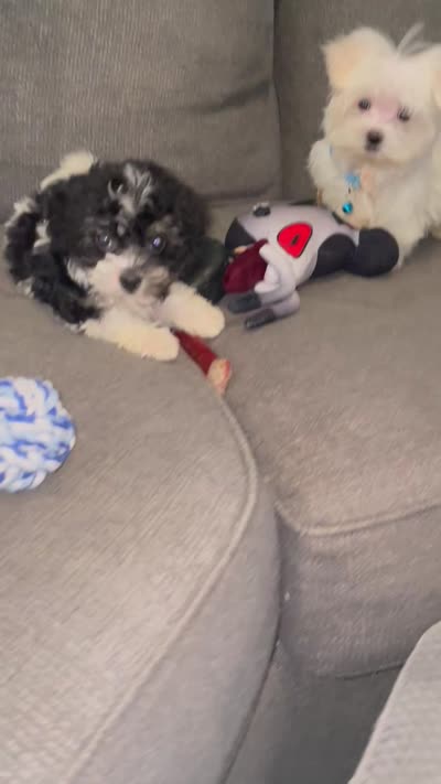 Toy sized Kesha, a female Havanese for sale in Uniontown, OH – 8 of 8