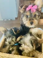 Renee, a female Yorkshire Terrier for sale in Uniontown, OH – 4 of 8