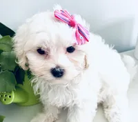 Teacup Tenley, a female Maltese for sale in Uniontown, OH – 6 of 7