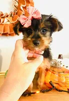 Little Candy, a female Yorkshire Terrier for sale in Uniontown, OH – 6 of 8