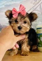 Princess (teacup), a female Yorkshire Terrier for sale in Uniontown, OH – 3 of 7