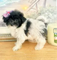 Teacup Tina, a female Maltipoo for sale in Uniontown, OH – 3 of 7