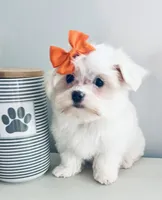 Tiny jewel, a female Maltese for sale in Uniontown, OH – 3 of 7