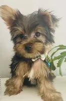 Justin, a male Yorkshire Terrier for sale in Uniontown, OH – 3 of 9