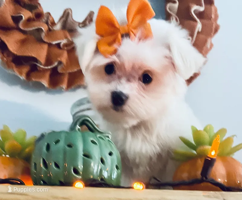 Tiny jewel – Maltese puppy for sale in Uniontown, OH