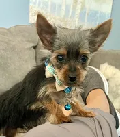 Teacup Troy, a male Yorkshire Terrier for sale in Uniontown, OH – 2 of 8