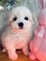 Extra Small Stella, a female Bichon Frise for sale in Uniontown, OH – Photo 7 of 7